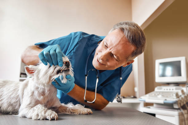 Best Same-Day Emergency Dentist in Crosby, ND